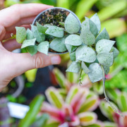 Hoya krohniana Eskimo – Hoya argenté de collection | JungleBox