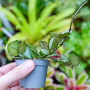 Hoya krohniana Eskimo – Hoya argenté de collection | JungleBox
