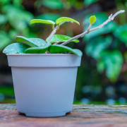 Hoya Mathilde Splash – Hoya de collection argenté | JungleBox
