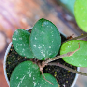 Hoya Mathilde Splash – Hoya de collection argenté | JungleBox