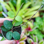 Hoya Mathilde Splash – Hoya de collection argenté | JungleBox