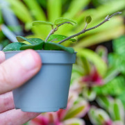 Hoya Mathilde Splash – Hoya de collection argenté | JungleBox