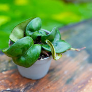 Hoya carnosa Compacta – Twisted Hoya Plant | JungleBox