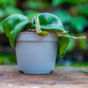 Hoya carnosa Compacta – Twisted Hoya Plant | JungleBox
