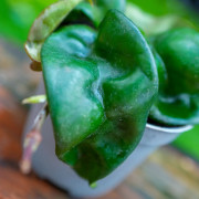 Hoya carnosa Compacta – Twisted Hoya Plant | JungleBox