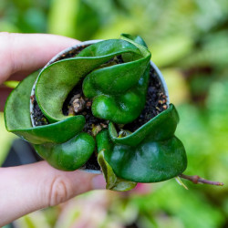 Hoya carnosa compacta