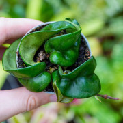 Hoya carnosa Compacta – Twisted Hoya Plant | JungleBox