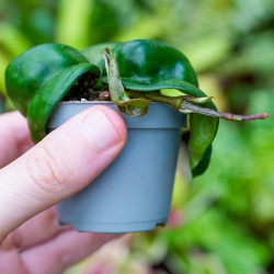 Hoya carnosa Compacta – Twisted Hoya Plant | JungleBox
