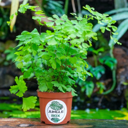 Adiantum raddianum ‘Fragans’ | Fragans Maidenhair Fern