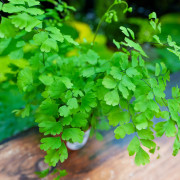 Adiantum raddianum ‘Fragans’ | Fragans Maidenhair Fern