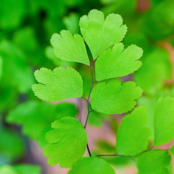 Adiantum raddianum ‘Fragans’ | Fragans Maidenhair Fern