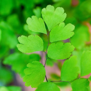 Adiantum raddianum ‘Fragans’ | Fragans Maidenhair Fern