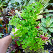 Adiantum raddianum ‘Fragans’ | Fragans Maidenhair Fern