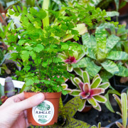 Adiantum raddianum ‘Fragans’ | Fragans Maidenhair Fern