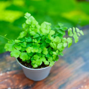 Adiantum raddianum Fritz-Luthi – Fougère tropicale délicate | JungleBox