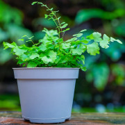 Adiantum raddianum Fritz-Luthi – Fougère tropicale délicate | JungleBox