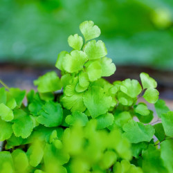Adiantum raddianum 'Fritz-Luthi'