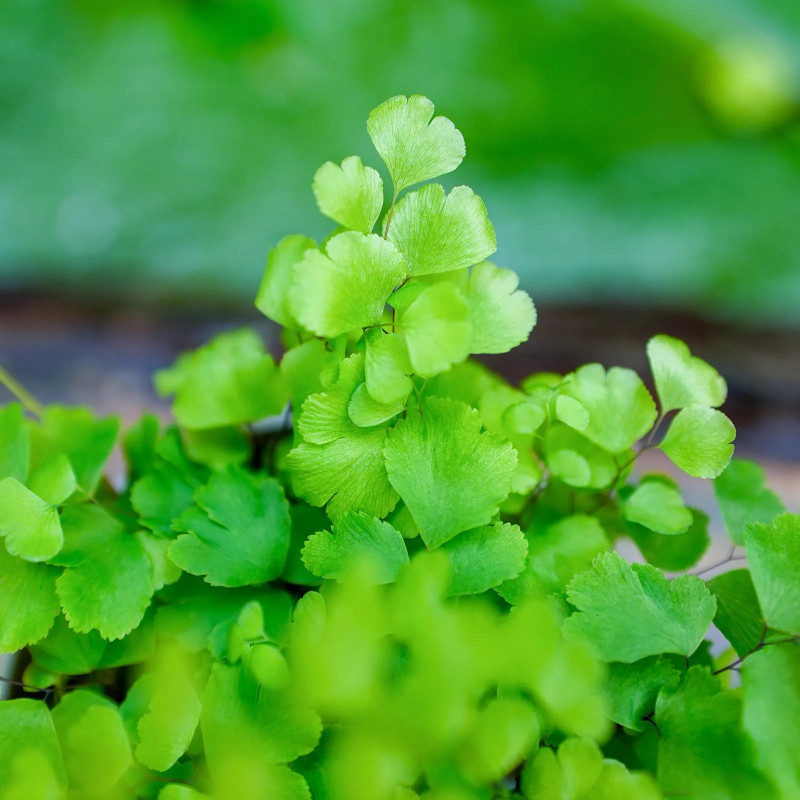Adiantum raddianum 'Fritz-Luthi'