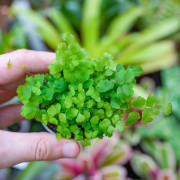 Adiantum raddianum Fritz-Luthi – Fougère tropicale délicate | JungleBox