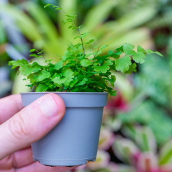 Adiantum raddianum Fritz-Luthi – Fougère tropicale délicate | JungleBox