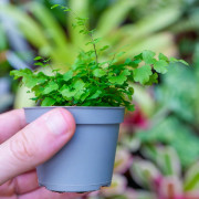 Adiantum raddianum Fritz-Luthi – Fougère tropicale délicate | JungleBox