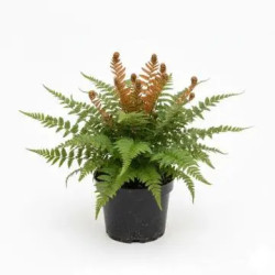 Dryopteris erythrosora – Copper Fern | JungleBox