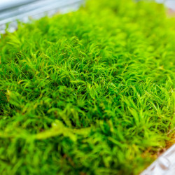 Dicranum scoparium Mousse