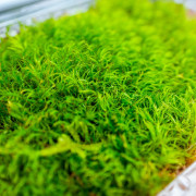 Dicranum scoparium Mousse