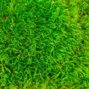 Dicranum scoparium Mousse