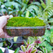 Dicranum scoparium Mousse