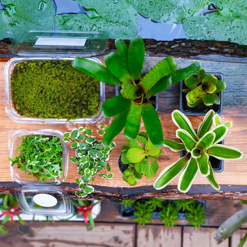 Tropical Terrarium Plant Set – 7 Plants | JungleBox