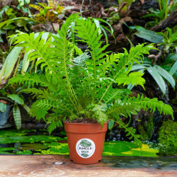 Set de fougères pour terrarium tropical | JungleBox