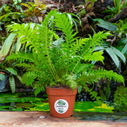Set de fougères pour terrarium tropical | JungleBox