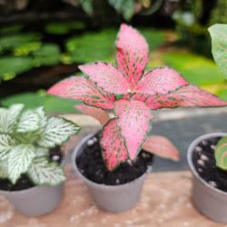 Set de 4 Fittonia – Plantes pour terrarium | JungleBox