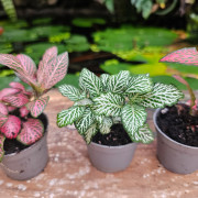 Set de 4 Fittonia – Plantes pour terrarium | JungleBox