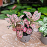 Set de 4 Fittonia – Plantes pour terrarium | JungleBox