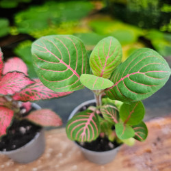 Set de 4 Fittonia – Plantes pour terrarium | JungleBox