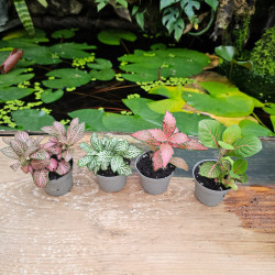 Set de 4 fittonia