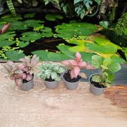 Set de 4 fittonia