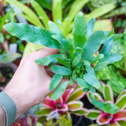 Phlebodium Blue Star indoor plant blue fern care and substrate | JungleBox