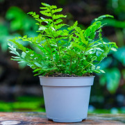 Fern Polystichum rigens