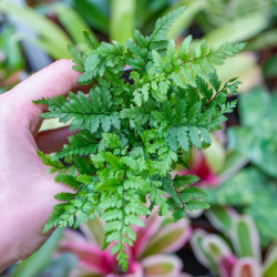 Fougère Polystichum rigens