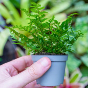 Fern Polystichum rigens