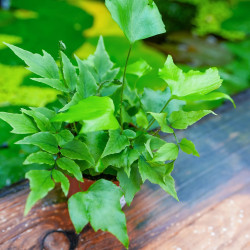 Fougère Cyrtomium falcatum