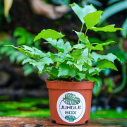 Cyrtomium falcatum – Fougère pour terrarium | JungleBox