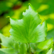 Cyrtomium falcatum – Fougère pour terrarium | JungleBox