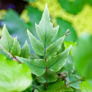Cyrtomium falcatum – Fougère pour terrarium | JungleBox