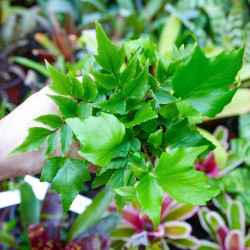 Cyrtomium falcatum – Fougère pour terrarium | JungleBox