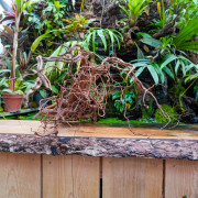 Racine Curlivigne taille M – Décor terrarium | JungleBox