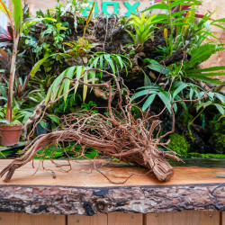 Racine Curlivigne taille M – Décor terrarium | JungleBox